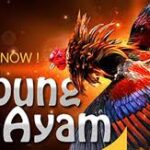 Sabung Ayam Hari Ini
