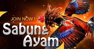 Sabung Ayam Hari Ini